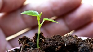 A tiny seedling appears through soil. A hand is protecting the seedling.